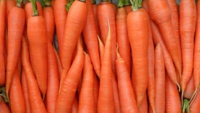Carrot Price Today