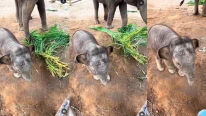 Caretaker and elephant calf interaction