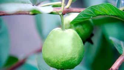 guava