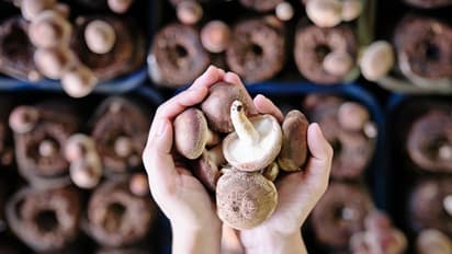 mushroom