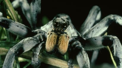 wolf spider