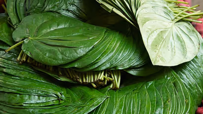paan leaves