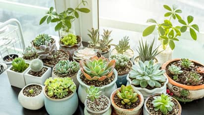 indoor plants pots