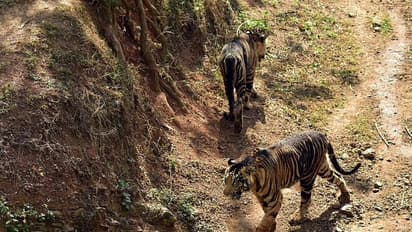 Ultra rare black tiger