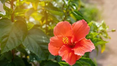 hibiscus flower