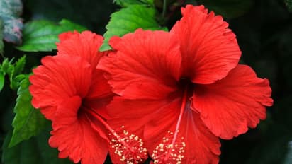 hibiscus flower