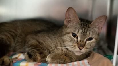 47 cats found in AC car