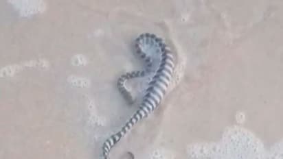 snake found in goa beach