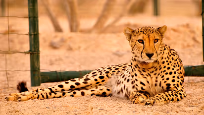 Cheetah
