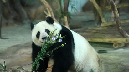 panda