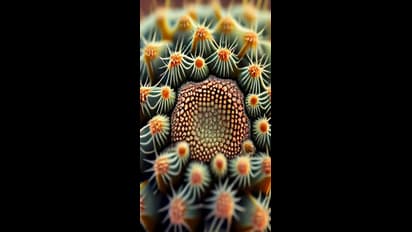 Zaire ebola virus symptoms