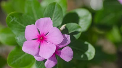 periwinkle Flowers
