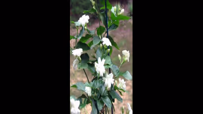 flower arabian jasmine