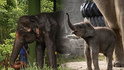 Heatwave Special Zoo