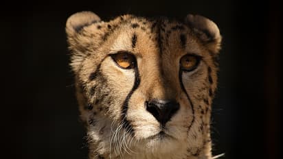 Cheetah