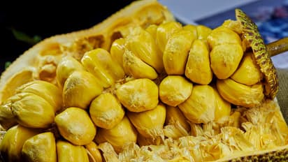 Jackfruit