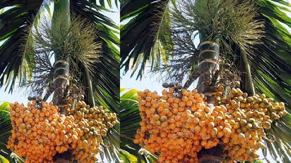 Karnataka arecanut farms face productivity decline despite growth