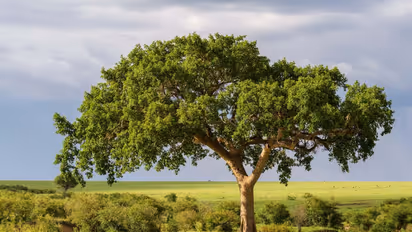 Fig trees may benefit climate by turning carbon dioxide into stone