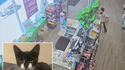 Thief tries to rob bank in Beltsville with stolen kitten in hand