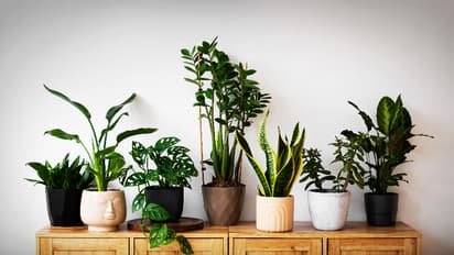 5 unlucky plants for home