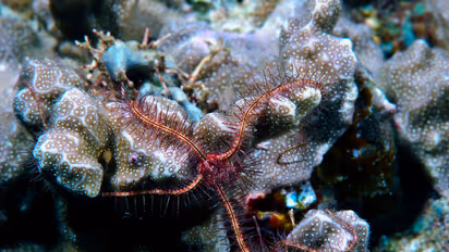 Brittle star
