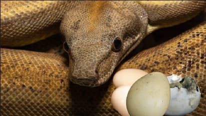 anaconda snake python