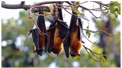 Spiritual Meaning of Bats Visiting Your Home 