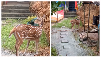 Sundarbans deer enter local village in pathar ratima bsm