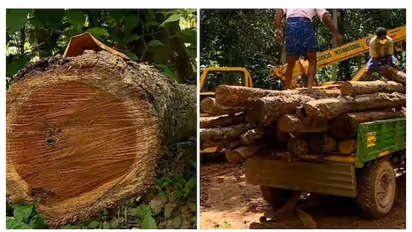 Muttil tree felling