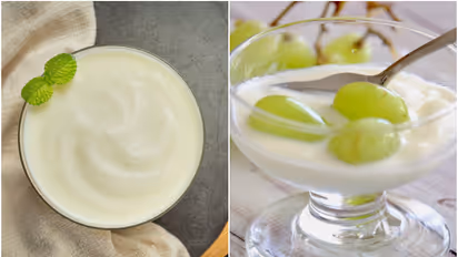 yogurt and curd