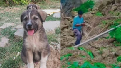 Dogs Bark Saves 67 Lives