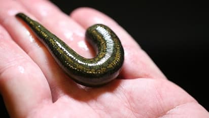 Image of Leech