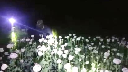 Officers strikes in illegal poppy cultivation field in Kharagpur