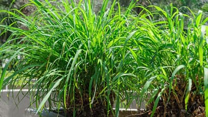 Lemongrass Plant
