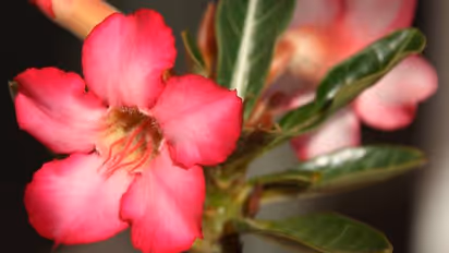 Adenium