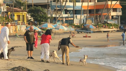 Stray Dogs in Kovalam