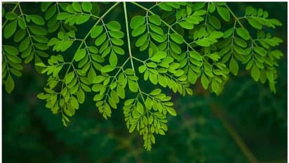 Moringa Leaves