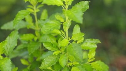 তুলসী গাছ (Tulsi Tree)