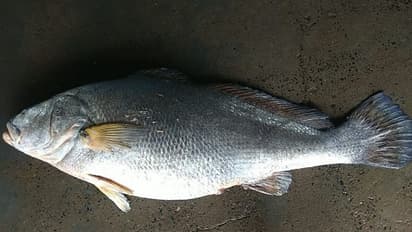 fish digha