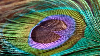 Peacock Feather