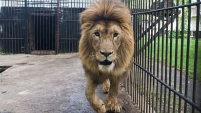 lion from war zone finally reach home