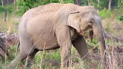 Female Elephant