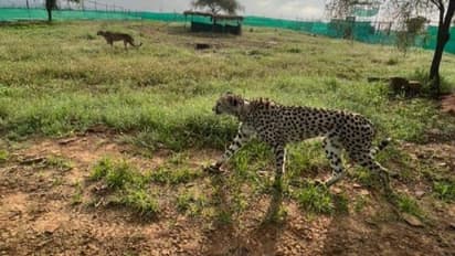 cheetahs Namibia in kuno national park sheopur