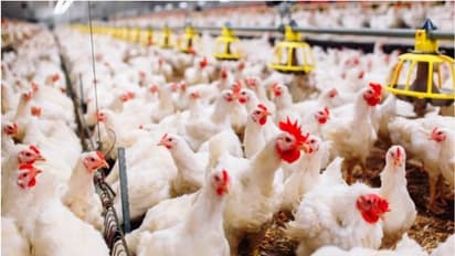 saudi ministry start poultry production programme