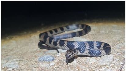 Stephen’s banded snake