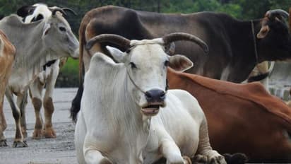 kerala cow