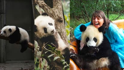 China Hiring Panda Caretakers