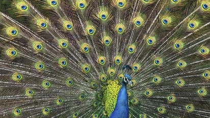 peacock
