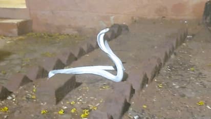 rare video of wild life Rescue of white cobra f