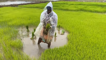 Paddy Cultivation